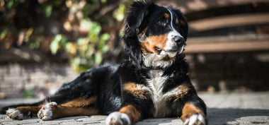 Ein Berner Sennenhund