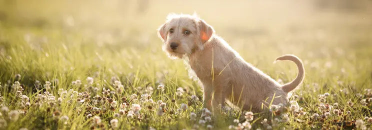 Kleiner hellbrauner weiblicher Hund pinkelt auf einer Wiese in der Sonne