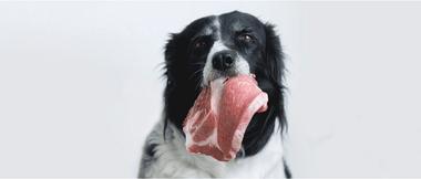 Hund mit einem Stück Fleisch im Maul