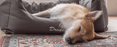 Wie lange schlafen Hunde: wichtige Infos & Tipps