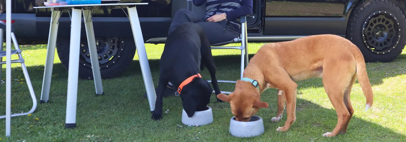 Schwarzer und brauner Hund fressen BARF-Hundefutter aus Näpfen am Campingplatz neben Camper-Van.