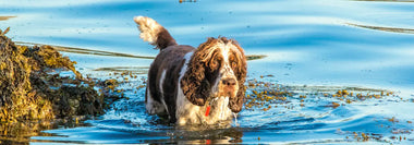 Naufaufnahme von einem Cocker Spaniel im Wasser