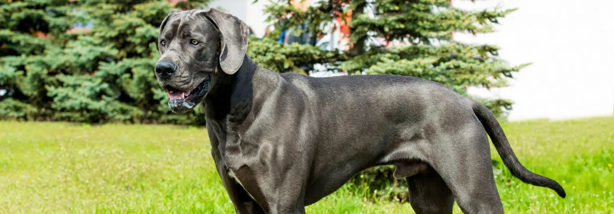 Blaue Deutsche Dogge steht auf einer Wiese vor Tannen und schaut zur Seite