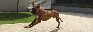 Deutsche Boxer Hunde Barfen