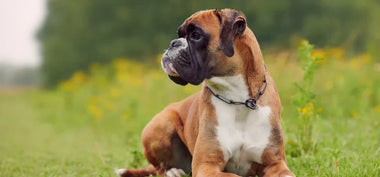 Deutscher Boxer Hund liegt auf einer Wiese mit gelben Blumen und schaut zur Seite