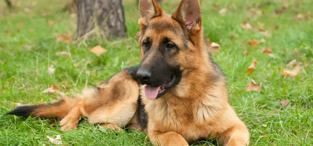 ein Deutscher Schäferhund liegt entspannt auf einer grünen Wiese mit Blättern