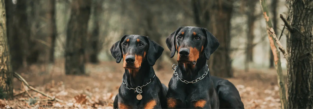 Zwei schwarz-rostrote Dobermänner mit Kettenhalsbändern liegen nebeneinander im herbstlichen Wald