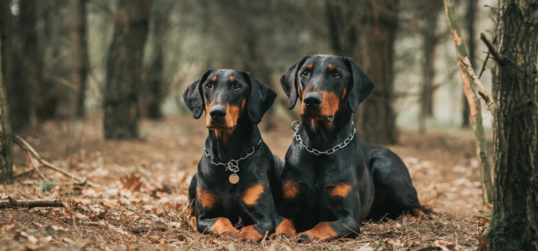 Zwei Dobermänner im Wald