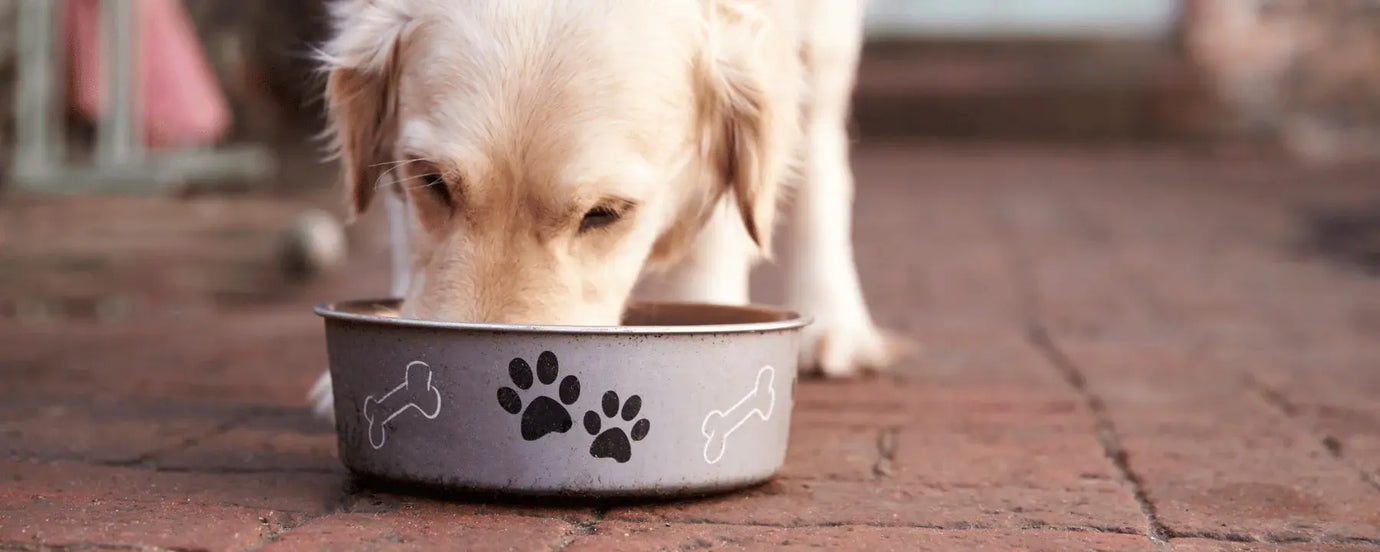 Hund frisst aus Napf