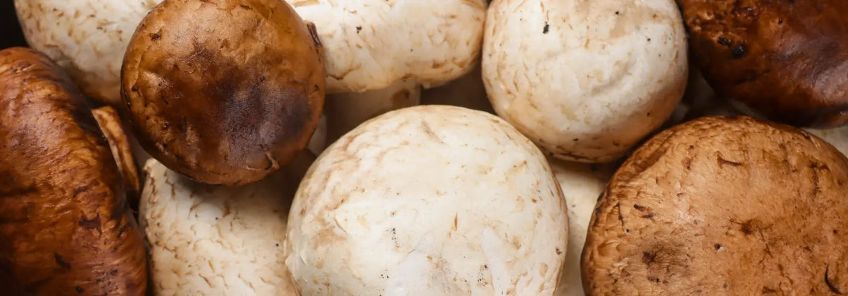 Nahaufnahme von weißen und braunen Champignons