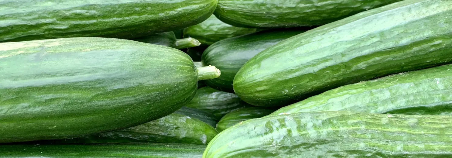 Nahaufnahme von Salatgurken