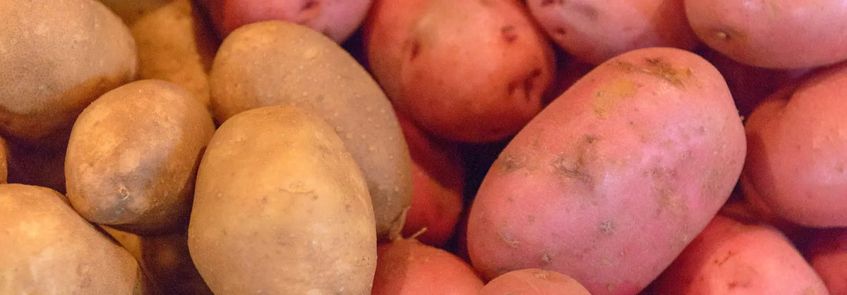 Nahaufnahme von nebeneinander liegenden Kartoffeln und Süßkartoffeln