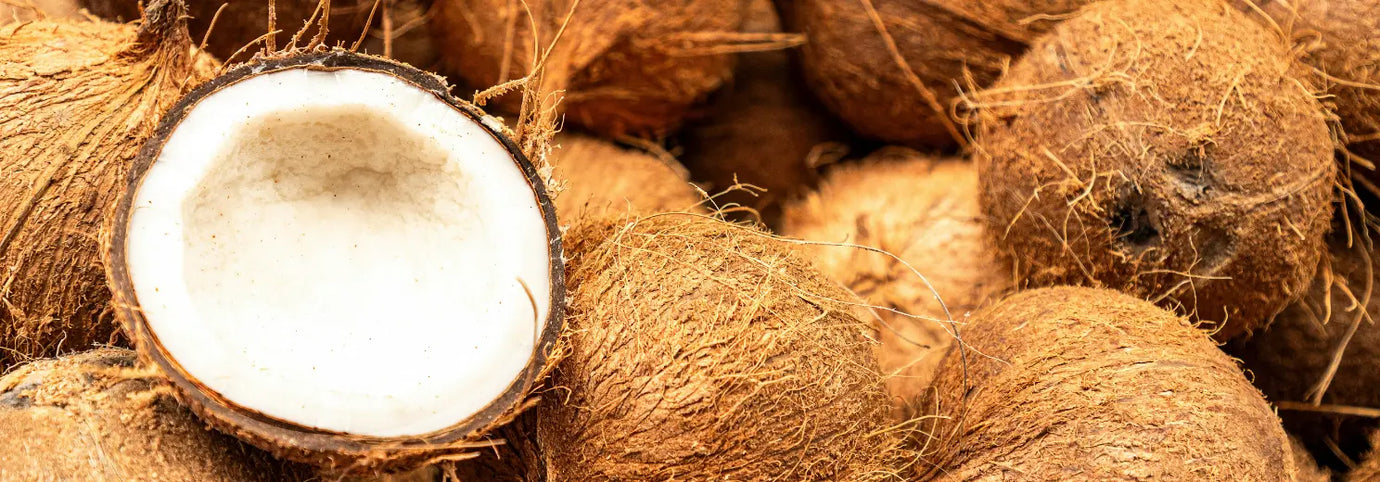 Aufgeschnittene Kokosnuss mit sichtbarem weißem Fruchtfleisch liegt zwischen mehreren ganzen, haarigen Kokosnüssen