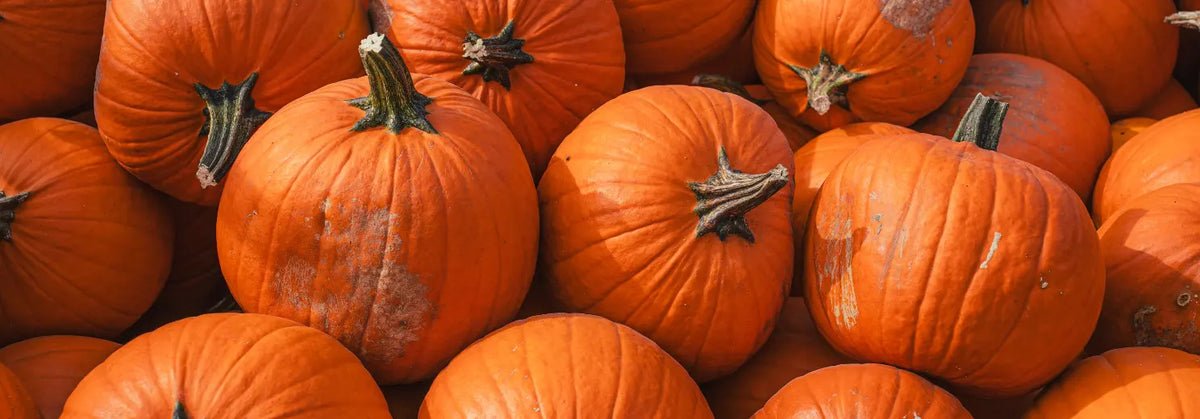 Nahaufnahme von vielen orangefarbenen Kürbissen nebeneinander