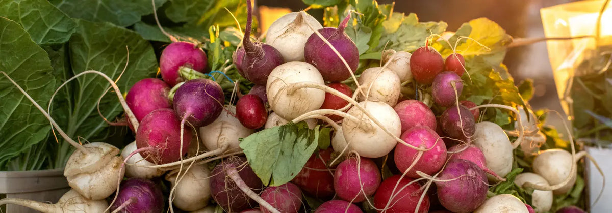 Bunte Radieschen in verschiedenen Farben mit Blättern und Wurzeln auf einem Marktstand