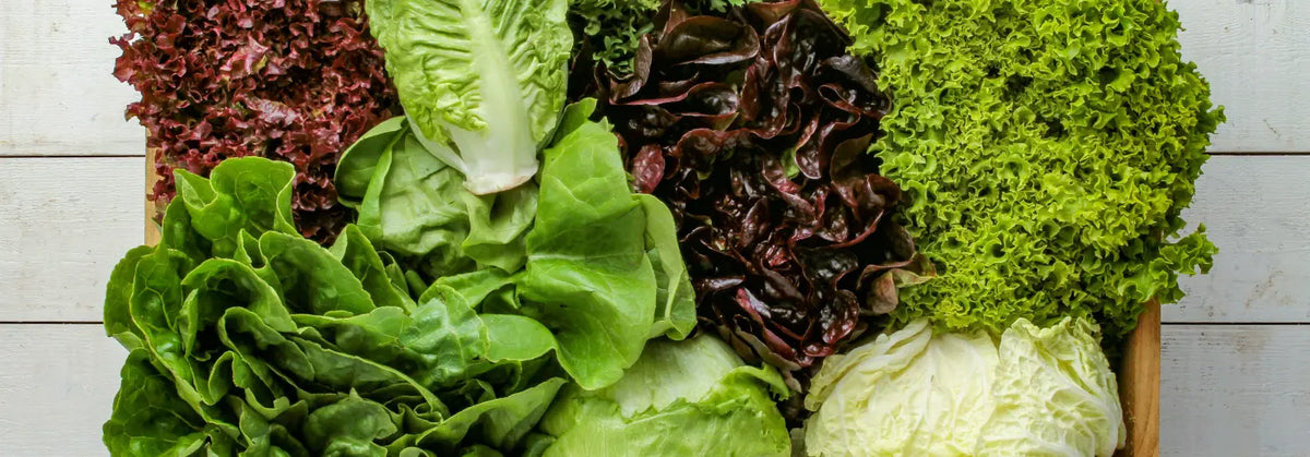 Nahaufnahme verschiedener Salatsorten in einer Holzkiste