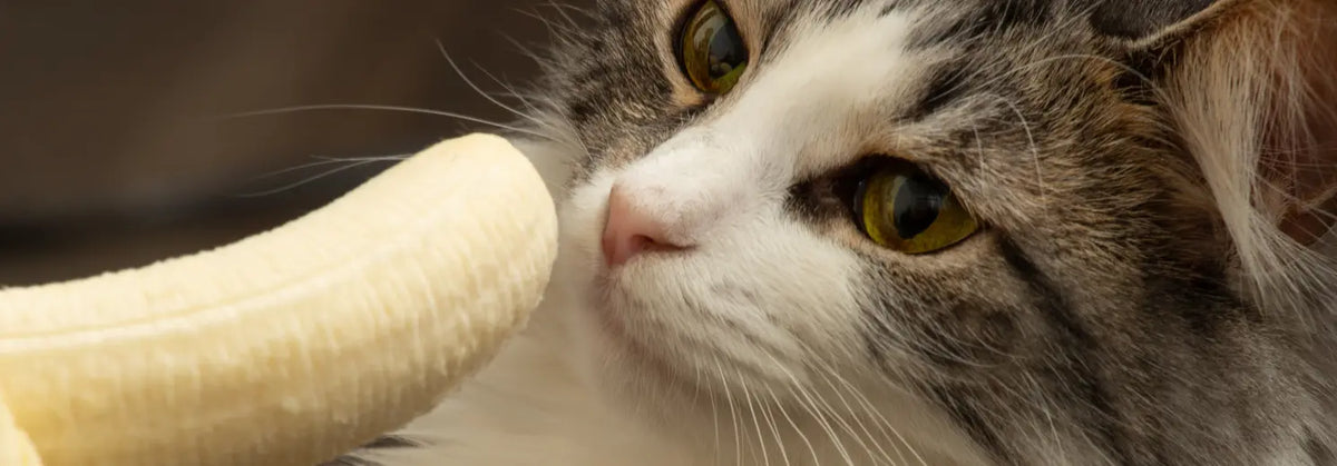 Katze schnuppert an einer geschälten Banane
