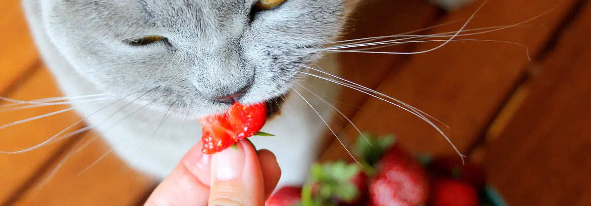 Nahaufnahme einer grauen Katze, die an einer Erdbeere nascht, die ihr eine Hand hinhält