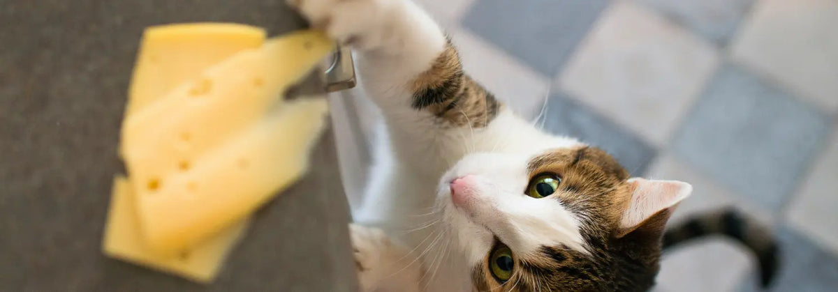Katze greift mit der Pfote nach Käsescheiben auf einem Tisch
