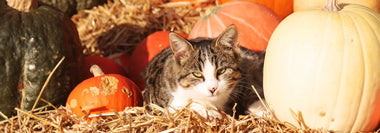 Getigerte Katze liegt zwischen verschiedenen Kürbissen auf Stroh