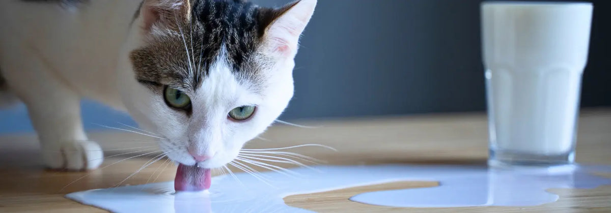 Katze leckt verschüttete Milch vom Tisch neben einem Glas Milch
