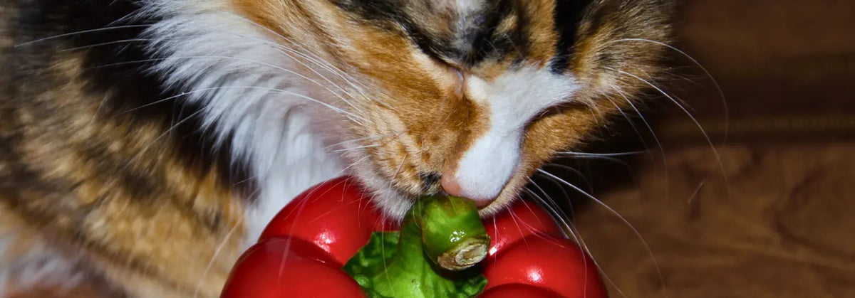 Nahaufnahme einer getigerten Katze, die an einer roten Paprika schnuppert