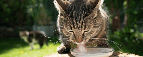 Eine Katze schleckt an einer Schale Milch im Garten