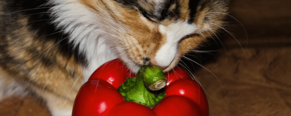 Dürfen Katzen Paprika essen?