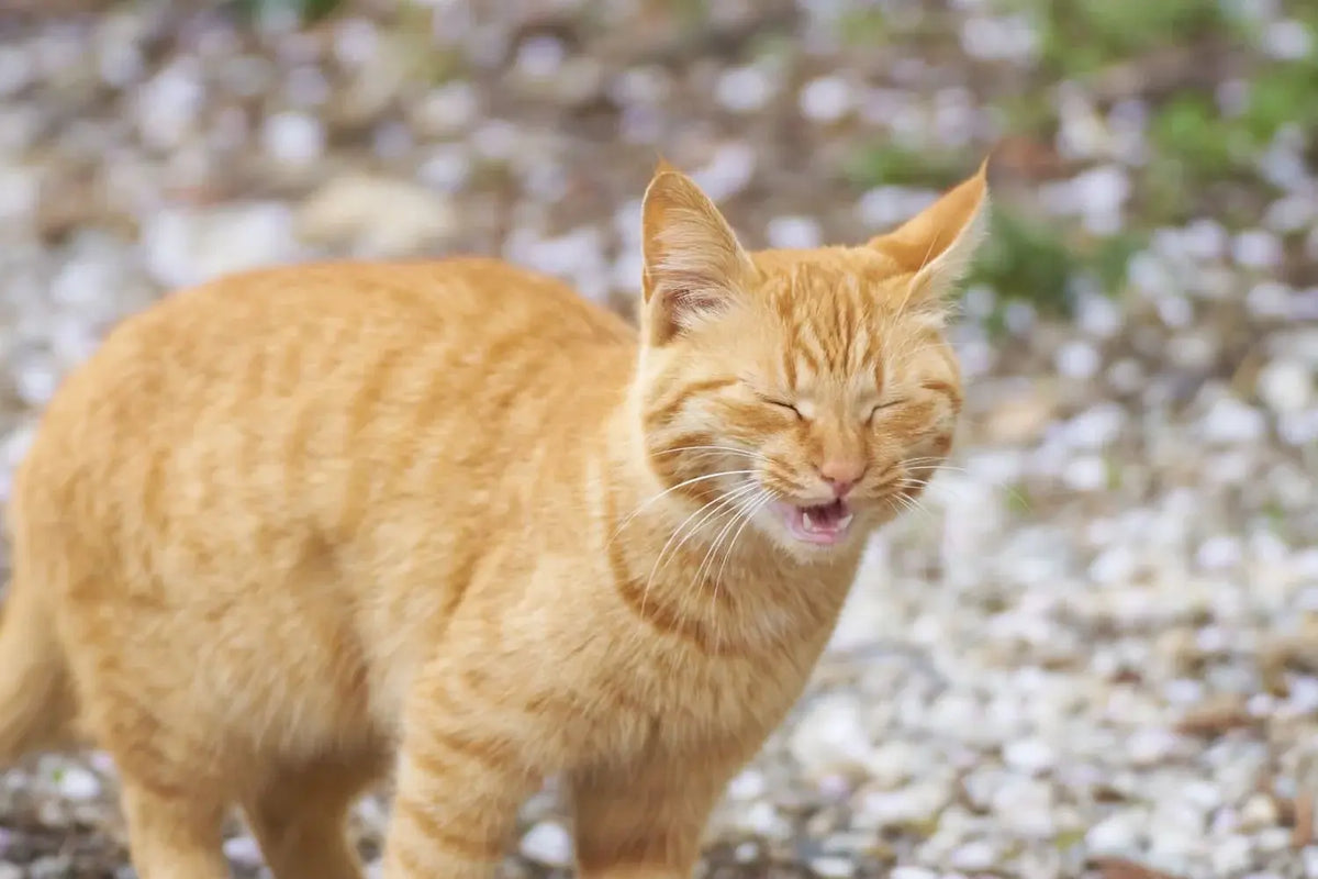 Rote getigerte Katze im Freien mit geschlossenen Augen und geöffnetem Maul, als würde sie niesen