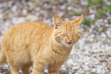 Rote getigerte Katze im Freien mit geschlossenen Augen und geöffnetem Maul, als würde sie niesen