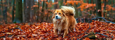 Hund mit dichtem Fell läuft durch buntes Herbstlaub im Wald