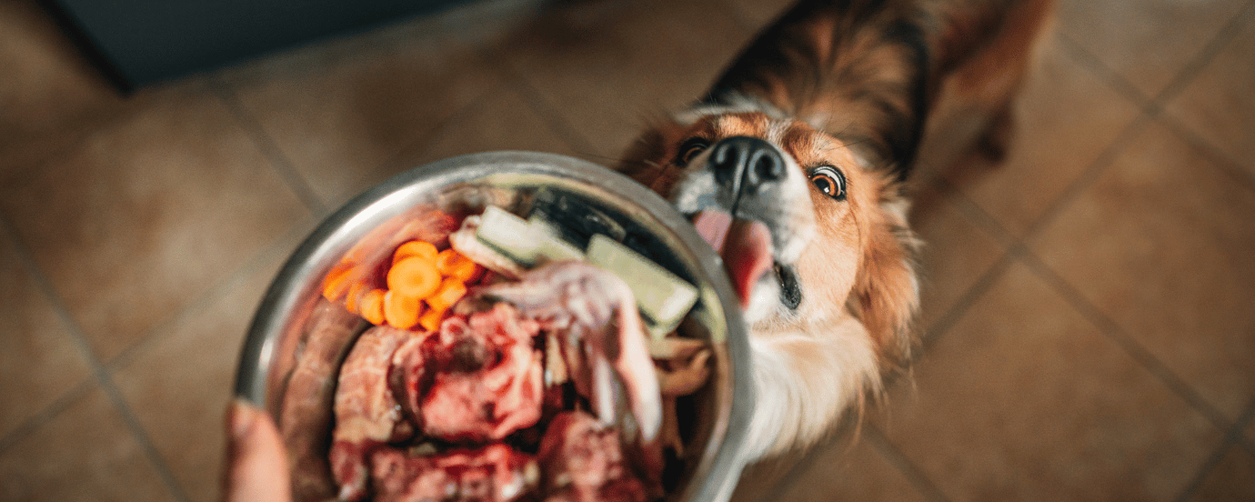 Hund leckt an einem Hundenapf, der mit BARF-Zutaten gefüllt ist
