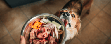 Hund leckt an einem Hundenapf, der mit BARF-Zutaten gefüllt ist