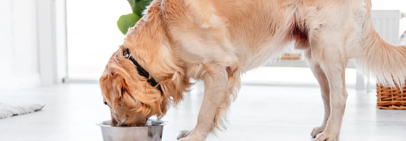 Golden Retriever Barfen - so machst Du es richtig
