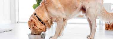 Golden Retriever Barfen - so machst Du es richtig