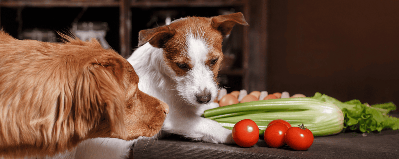 zwei Hunde vor einem Haufen Obst und Gemüse