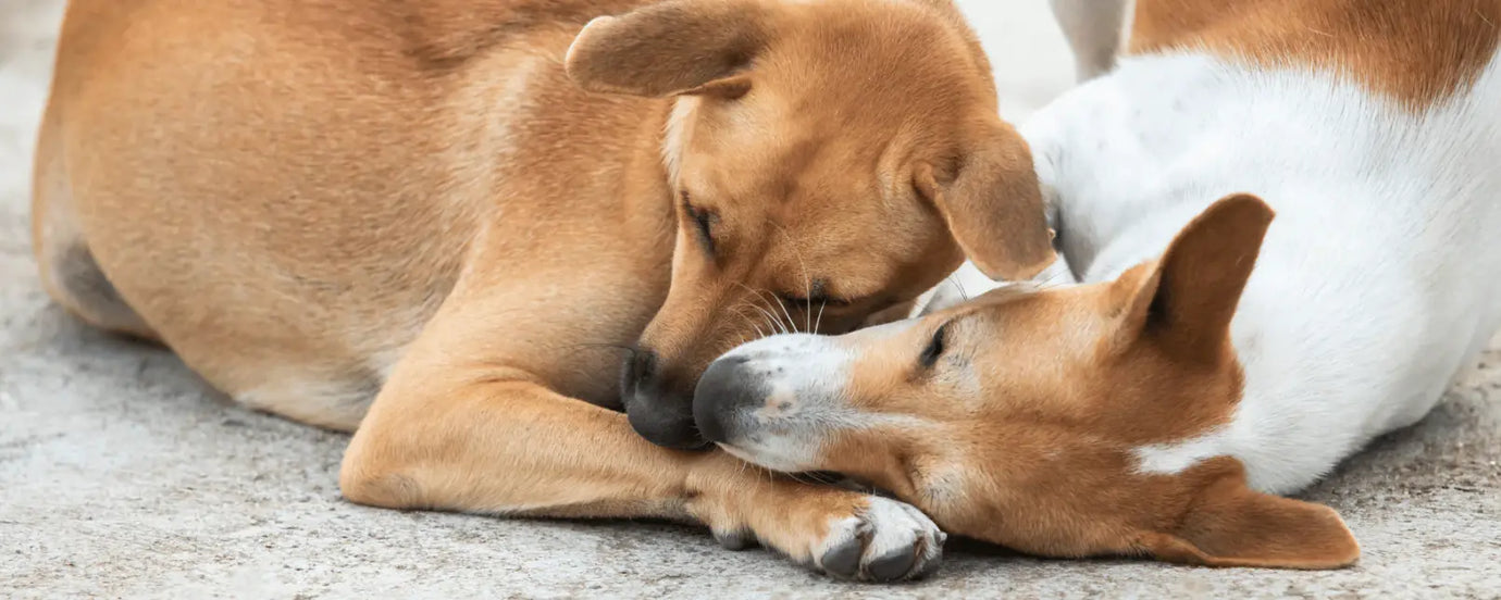 Zwei Hunde, die kuscheln