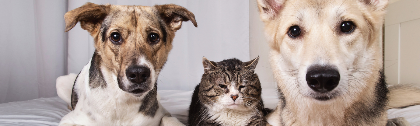 Senioren Hunde & Katzen barfen