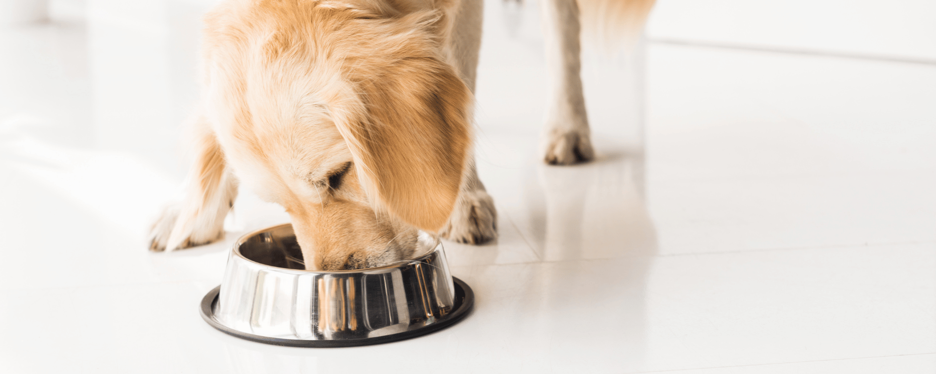 Hochwertiges Hundefutter: Darauf kommt es an  BARFER'S