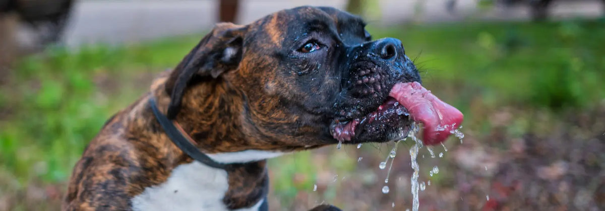Nahaufnahme von einem Boxer-Hund, der auf einer Wiese Wasser trinkt 