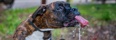 Nahaufnahme von einem Boxer-Hund, der auf einer Wiese Wasser trinkt 