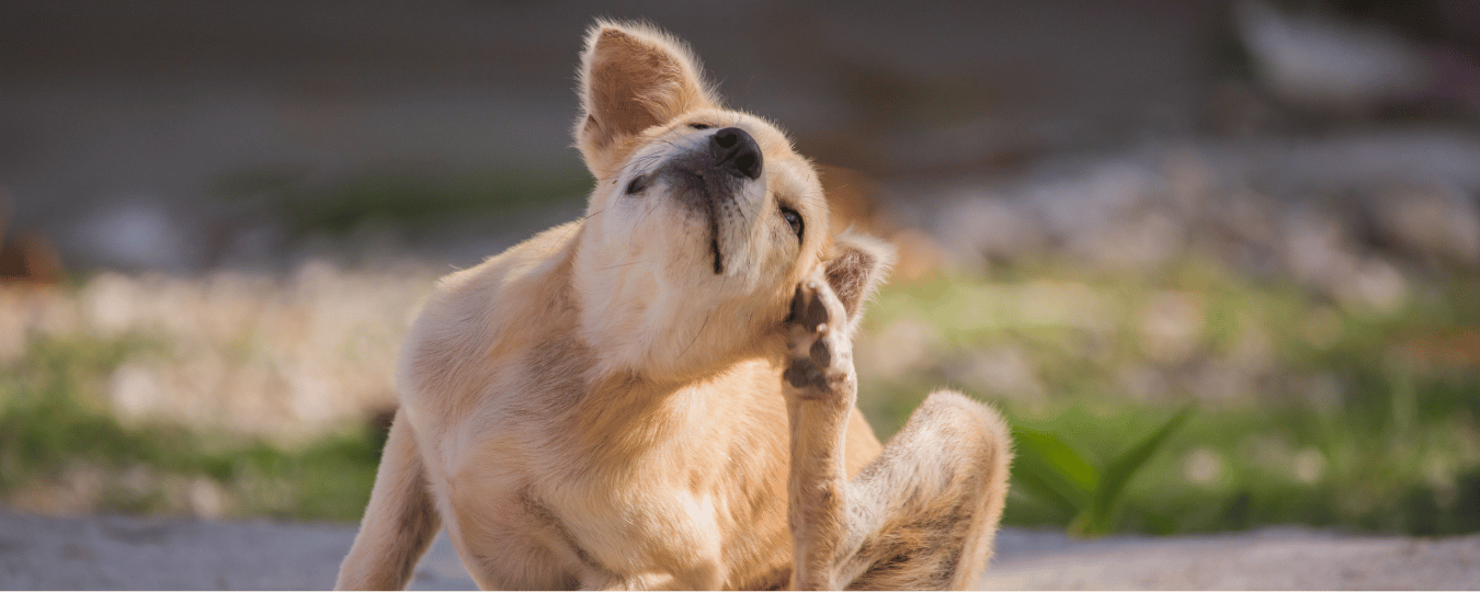 Ein Hund, der sich am Ohr kratzt