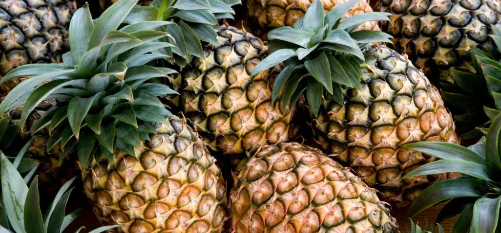 Mehrere Ananas Früchte liegen nebeneinander