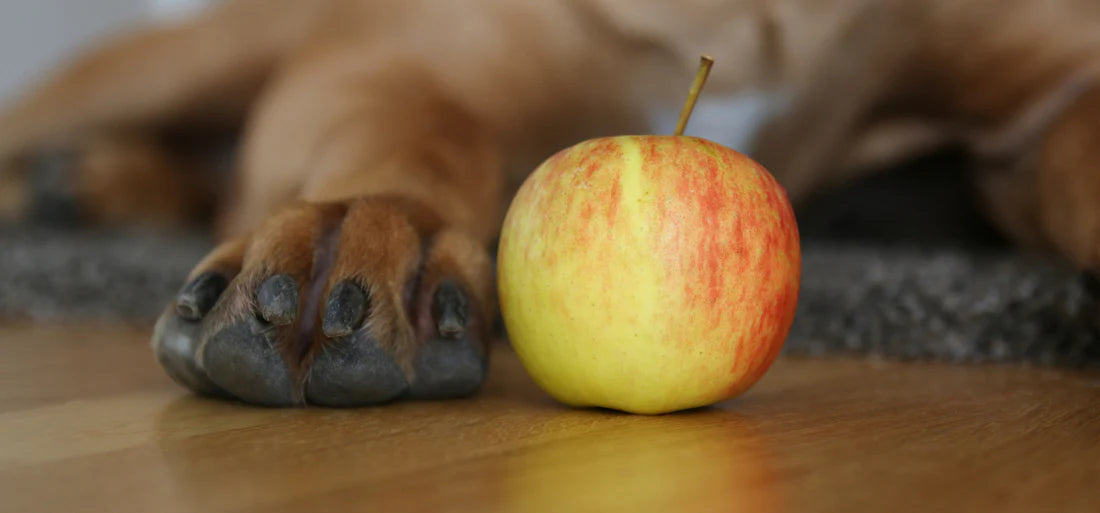 Eine Pfote neben einem Apfel