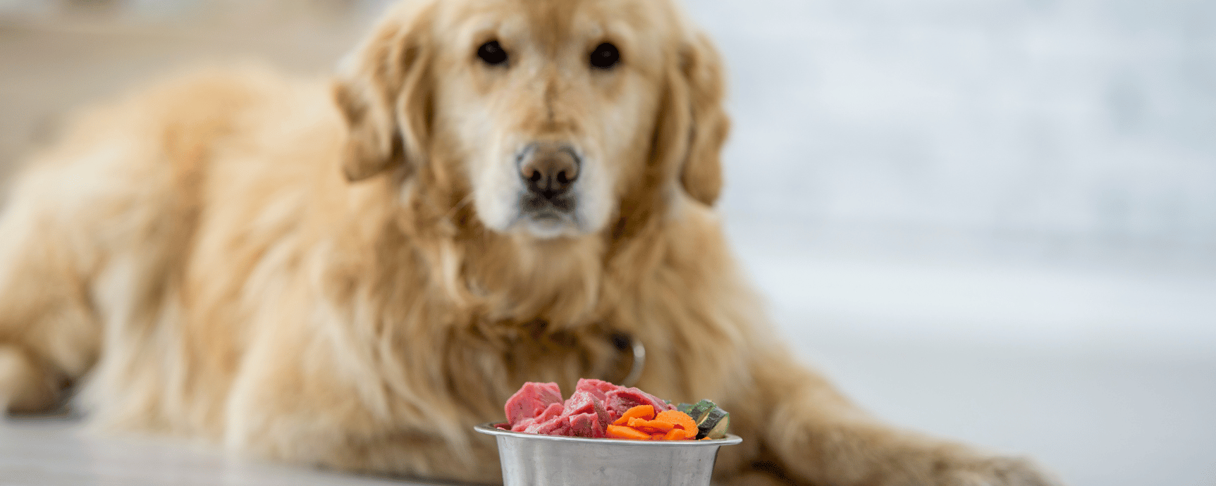 Ausgewachsener beigefarbener Golden Retriever Hund liegt vor vollem BARF-Napf