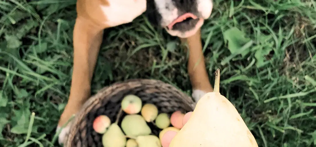 Birnen in einem Korb, davor sitzt ein Hund