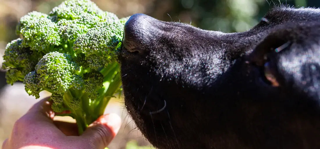 Ein schwarzer Hund schnuppert an einem Bund Broccoli