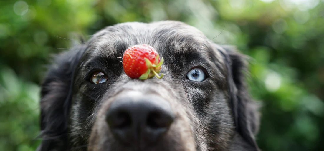Ein Hund mit einer Erdbeere auf der Schnauze