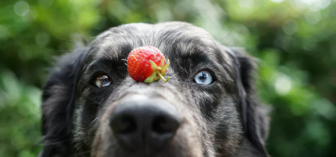 Ein Hund mit einer Erdbeere auf der Schnauze
