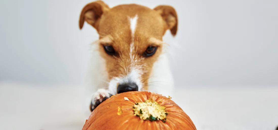 Ein Jack Russel Terrier schnuppert an einem Kürbis